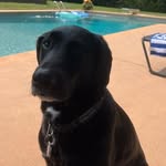 Cooper Gilbert - @cooper_the.black.lab - Instagram