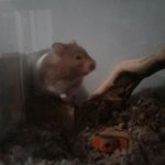 cooper gilbert - @cooper.the.syrian.hamster - Instagram