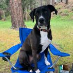 Cooper Gilbert Overton, MD. - @cooper_dr.dog - Instagram