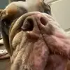 gooper gilberti - @cooper.gilberti - TikTok