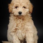Cooper🐶 - @cooper.gordon - Instagram