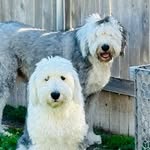 Harvey and Cooper - @cooperharveyand - Instagram