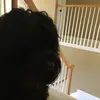 Dog vids - @cooperholbrook1 - TikTok