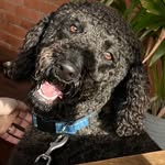 Cooper Kelly - @cooper_kelly_doodle_adventures - Instagram