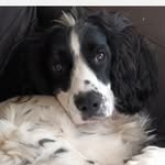 cooper kelly🐶 - @cooperk9kelly - Instagram