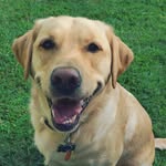 Cooper Kelly 🐶 - @cooper__kelly - Instagram
