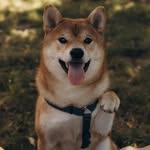 Yugo Cooper Osman Guyje - @cooper.theshibaa - Instagram