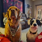 Cooper & Poe-per-dog - @cooperandpoe - Instagram