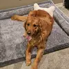 Cooper&Poe-per-dog - @cooperandpoe - TikTok