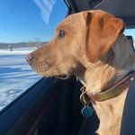 Cooper - Prince of Poppleton - @cooper_britishlab - Instagram