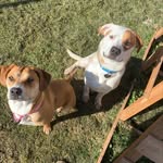Cooper & Princess 🐾🦴 - @cooper_princess_ - Instagram