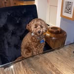 Cooper - @cooperprincechick - Instagram