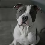 Cooper Prince - @cooper.thepitbull - Instagram