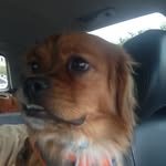 Cooper Prince - @coopsy_the_puppy - Instagram