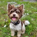 Cooper Prince von Herburg - @biroyorki - Instagram