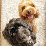 Cooper&Riley - @cooper__riley - Instagram