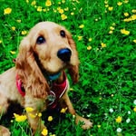 cooper - @cooper_roy_2020 - Instagram