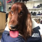 Cooper Roy - @redsettercooper - Instagram