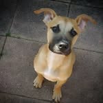 cooper skinner - @dog_cooper_the - Instagram