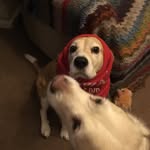 Cooper Skinner-Smith - @cooper_thebeagle_ - Instagram