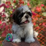 Cooper Wade - @cooper_di_shihtzu - Instagram