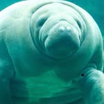 Cooper Wade - @manatee_man420 - Instagram