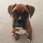 Cooper Wallace - @boxer.coop - Instagram