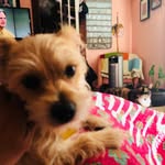 Cooper Watts - @cooper_thesideeyepup - Instagram