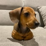 Cooper or 바둑이 - @cooper__webster - Instagram