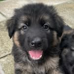 Cooper Webster 🐾 - @gsd_coopersadventures - Instagram