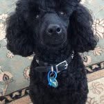 Cooper (woof!) - @cooper_webster - Instagram