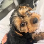 cooper_yang - @yorkshire_bby - Instagram