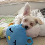 Cooper Yang - @cooper.coopy.coops - Instagram
