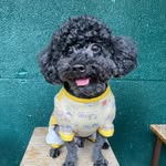 Cooper yang クパ - @cooperyang_official - Instagram