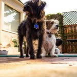 Cora & Bailey - @corazon.bailey - Instagram