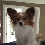 Cora & Bentley the Papillions - @littlepupbigears - Instagram
