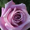 careygcorar - @careygcorar - TikTok