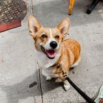 Cora Carlson - @cora_corg - Instagram