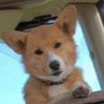 @cora_cashs_corgi - Instagram