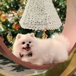 Cora Cheung - @coracheung888 - Instagram