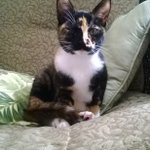 Cora fuller - @corathecat - Instagram