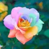corafuller861 - @corafuller861 - TikTok