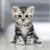 Cora.Hein - @jeaneoqehwc - TikTok