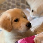 Cora Henderson - @_corathegoldenp - Instagram