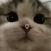 Cora Jay - @cora.jay5 - TikTok