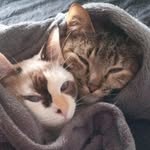 Mia Felipe & Cora Joyce 😽😼 - @felipinhoecorajoy - Instagram