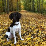 Kleine Münsterländerin Cora - @kleine_cora - Instagram