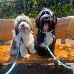 Cora Mae & Archie Knox - @coraandarchie_tt_adventures - Instagram