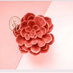 Coral & co - @coral_and_co - Instagram