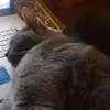 Cora and Larry Kitties - @coraandlarrykitties - TikTok